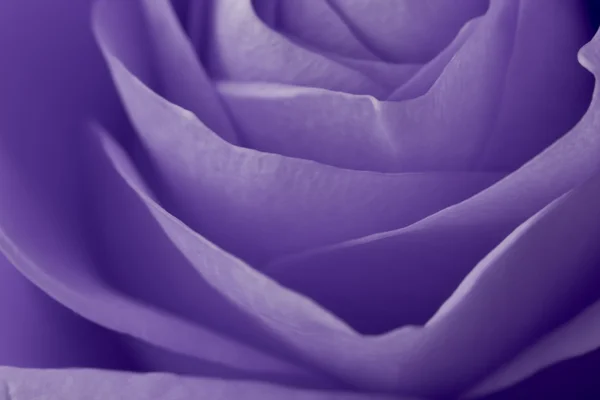 紫玫瑰宏 — 图库照片