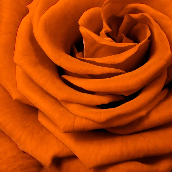 stock image Orange rose