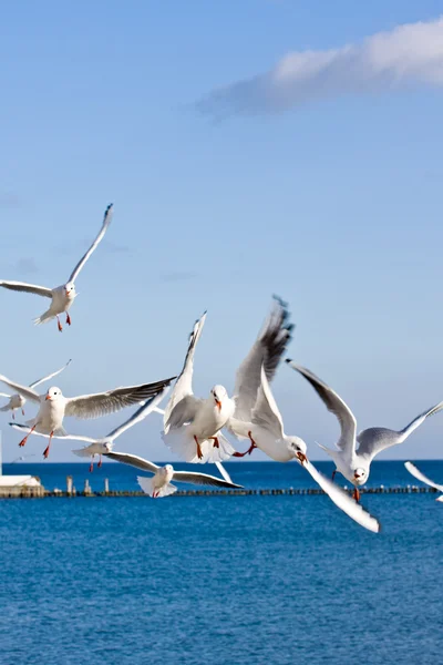 Iskelede martı — Stok fotoğraf