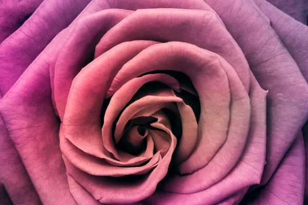 stock image Multicolor rose