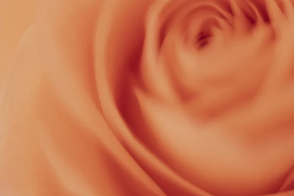 stock image Orange rose macro