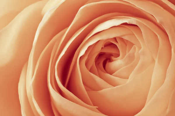 Stock image Orange rose macro