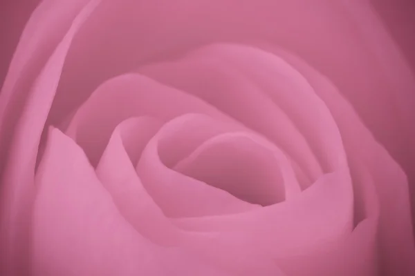 Розовый розовый макрос — стоковое фото