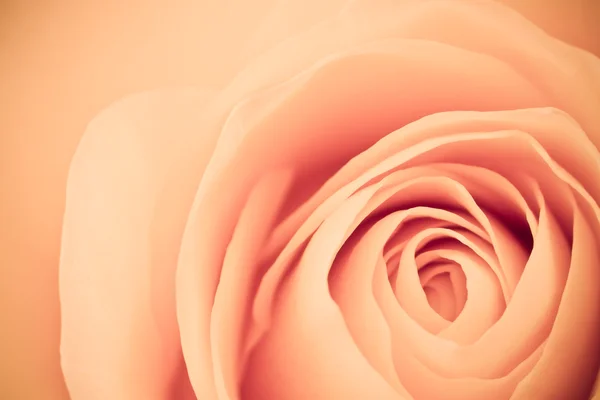 Pomarańczowy rose makro — Zdjęcie stockowe