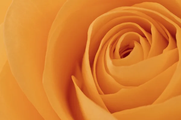 Macro rosa arancione — Foto Stock