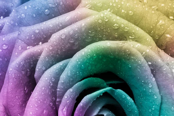 Stock image Multicolor rose