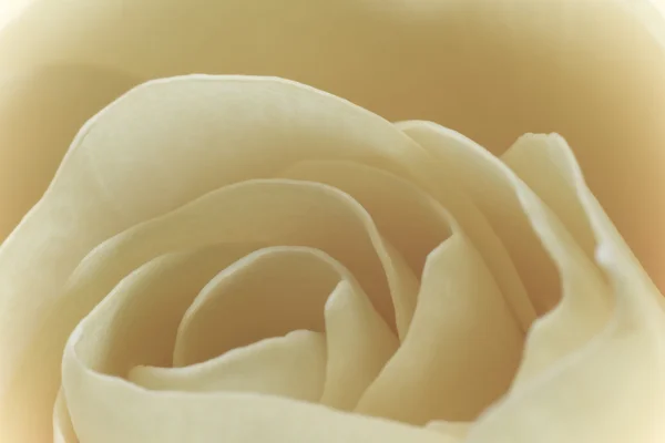 Makro weiße Rose — Stockfoto