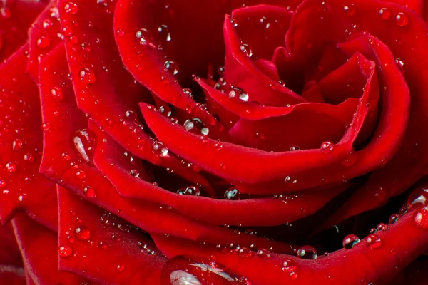 stock image Red rose