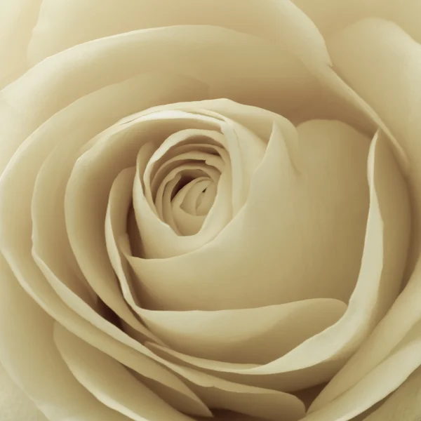 White rose macro — Stock Photo, Image