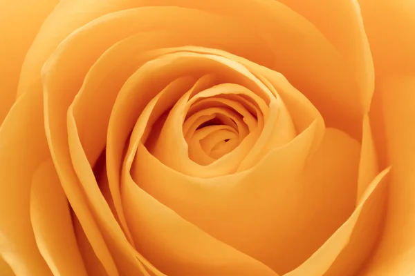 Помаранчеві троянди макросу — стокове фото