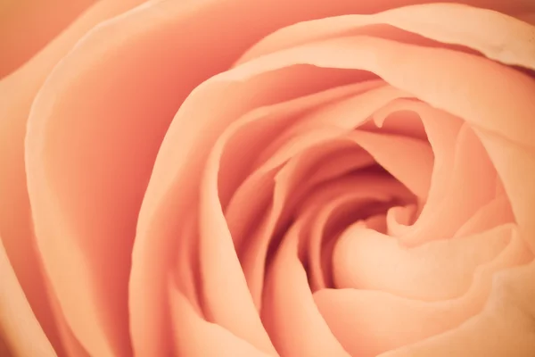 stock image Orange rose macro