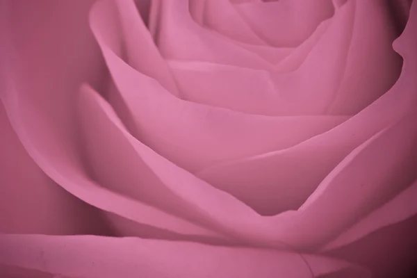 Růžová růže makro — Stock fotografie