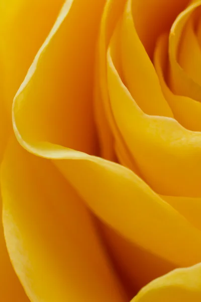 Жовті троянди макросу — стокове фото