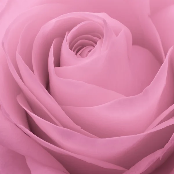 Розовый розовый макрос — стоковое фото
