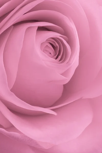 Rosa rosmakro — Stockfoto