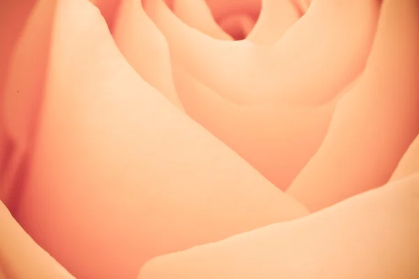 Rosa naranja macro —  Fotos de Stock
