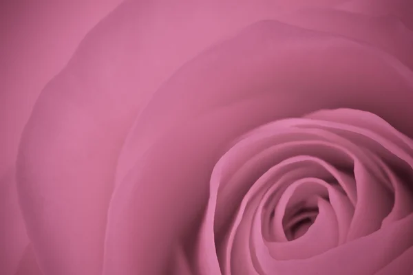 stock image Pink rose macro