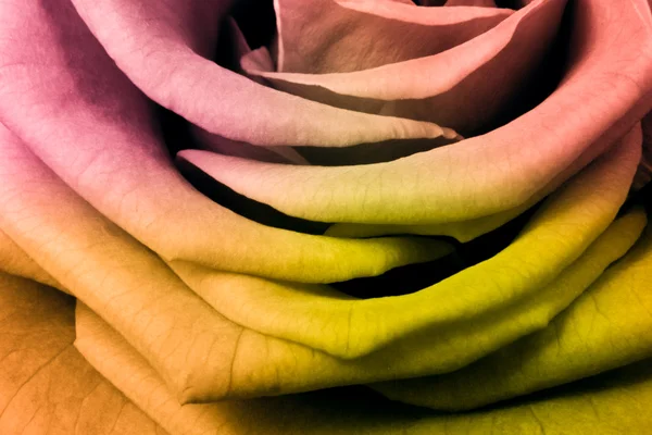 Πολύχρωμα τριαντάφυλλο — Φωτογραφία Αρχείου