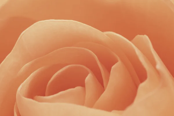Narancssárga Rózsa makró — Stock Fotó