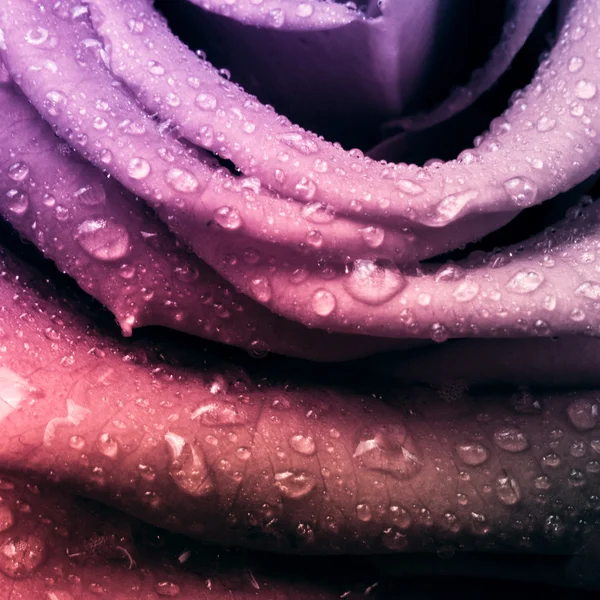 Многоцветная роза — стоковое фото