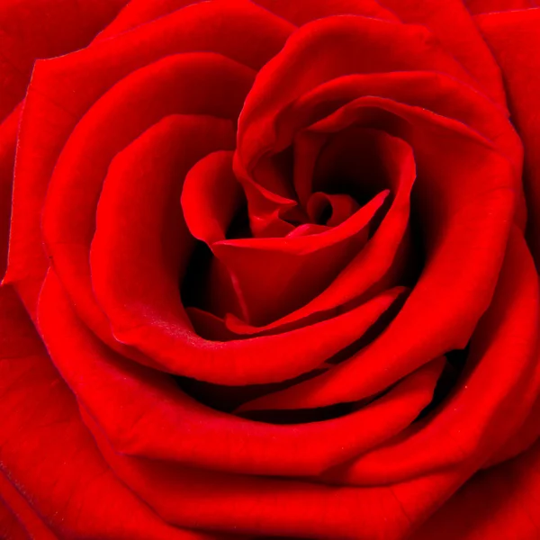 Rote Rose — Stockfoto