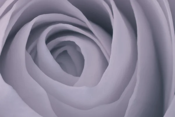 Trandafir macro — Fotografie, imagine de stoc