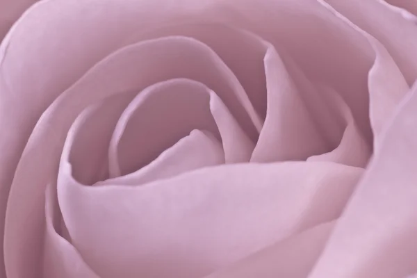 stock image Pink rose macro