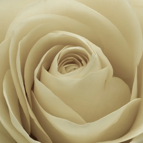 Macro rosa bianca — Foto Stock