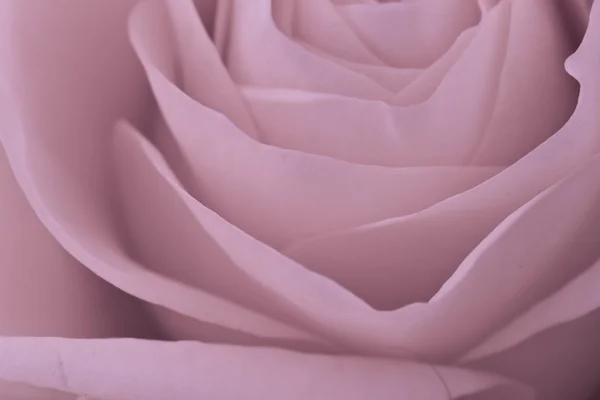 ピンクのバラ マクロ — 图库照片