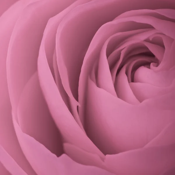 Rosa rosmakro — Stockfoto