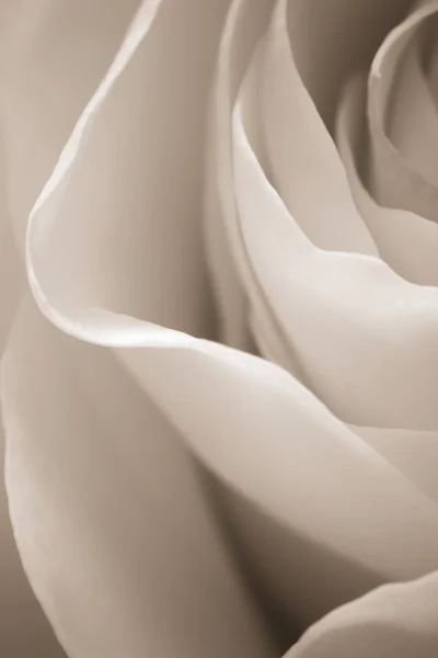 Beyaz gül makro — Stok fotoğraf
