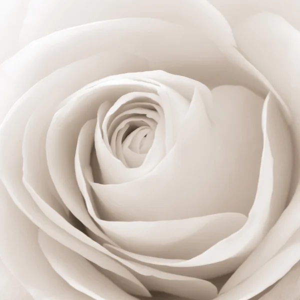 Macro rosa blanca —  Fotos de Stock