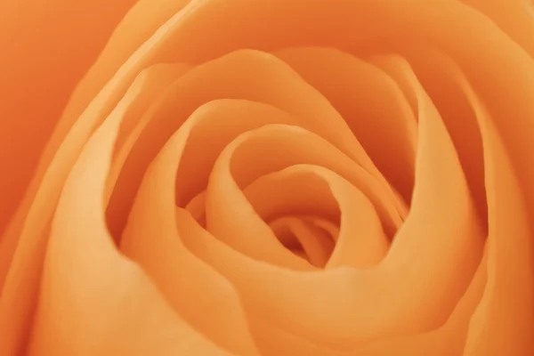 Orange rose macro — Stock Photo, Image