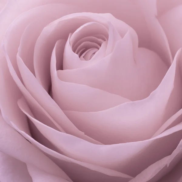 Macro rosa rosa — Foto Stock