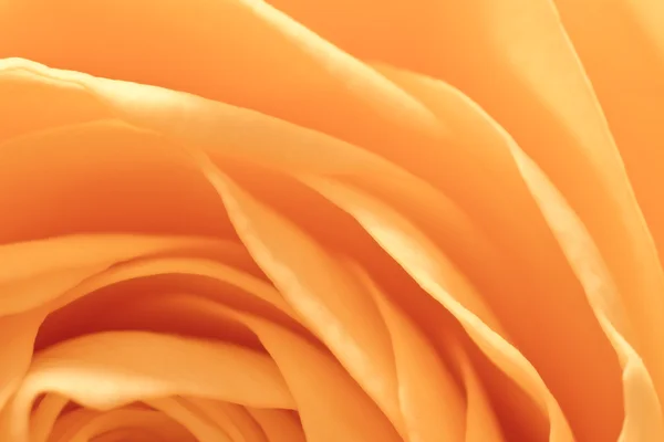 stock image Orange rose macro