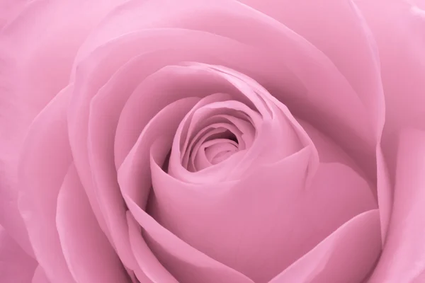 Rosa rosa macro —  Fotos de Stock
