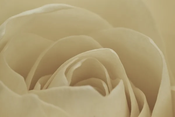 白玫瑰宏 — 图库照片