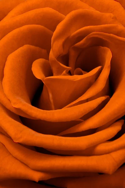 Помаранчева троянда — стокове фото