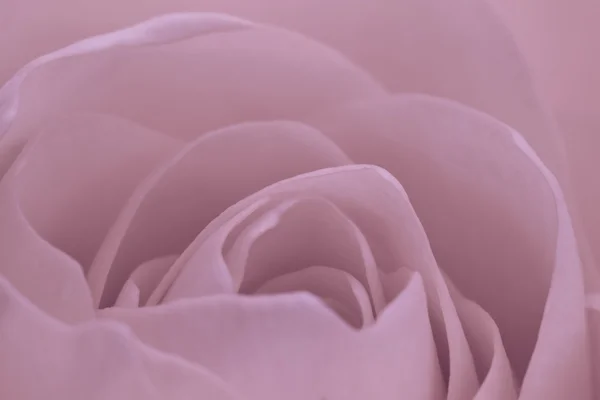 stock image Pink rose macro