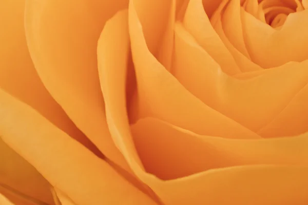 stock image Orange rose macro