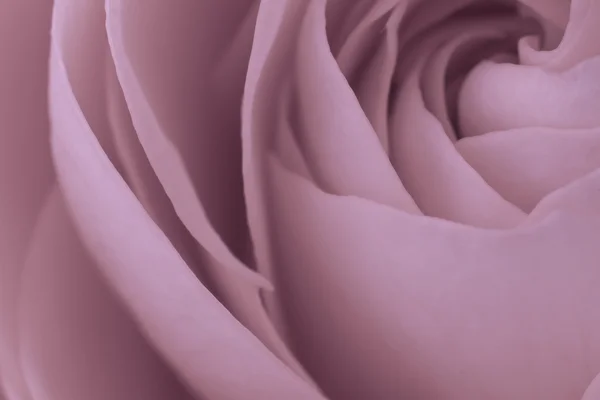 Pink rose macro — Stock Photo, Image