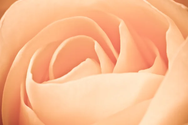 Orange Rose Makro — Stockfoto