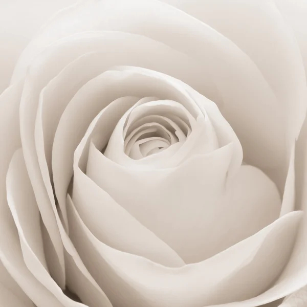 Hvid rose makro - Stock-foto