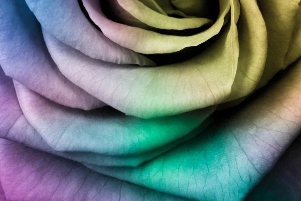 Többszínű rose — Stock Fotó
