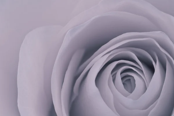 Růže makro — Stock fotografie