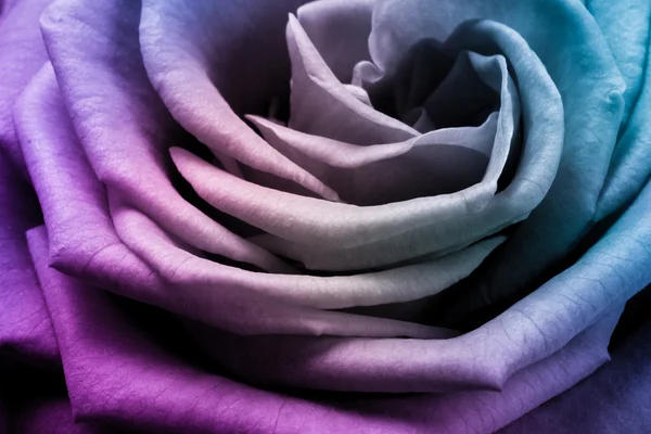 Rosa multicolor — Foto de Stock