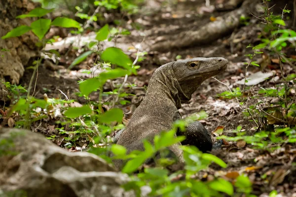 stock image Komodo dragon in natural habitat