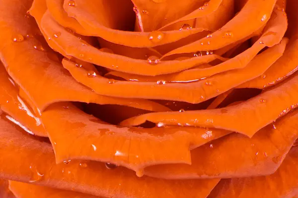 Rosa arancione — Foto Stock