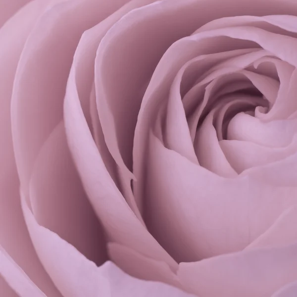 Rózsaszín rózsa makró — Stock Fotó
