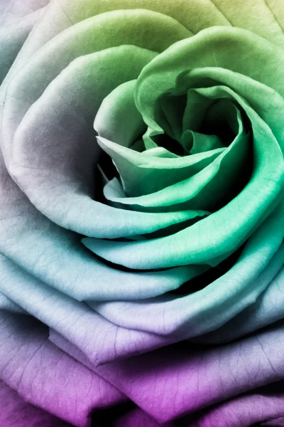 Rosa multicolor — Fotografia de Stock